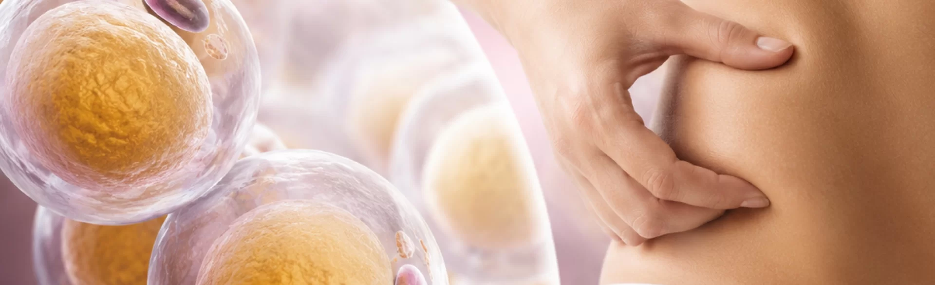 Adipocytes