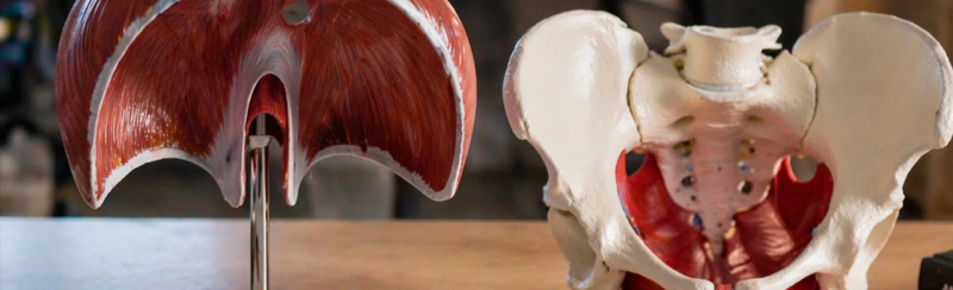 Diaphragm and pelvic floor